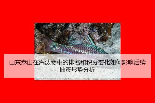 山东泰山在淘汰赛中的排名和积分变化如何影响后续抽签形势分析